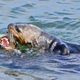 Illustration for article titled You Otter Know, Its Sea Otter Awareness Week!